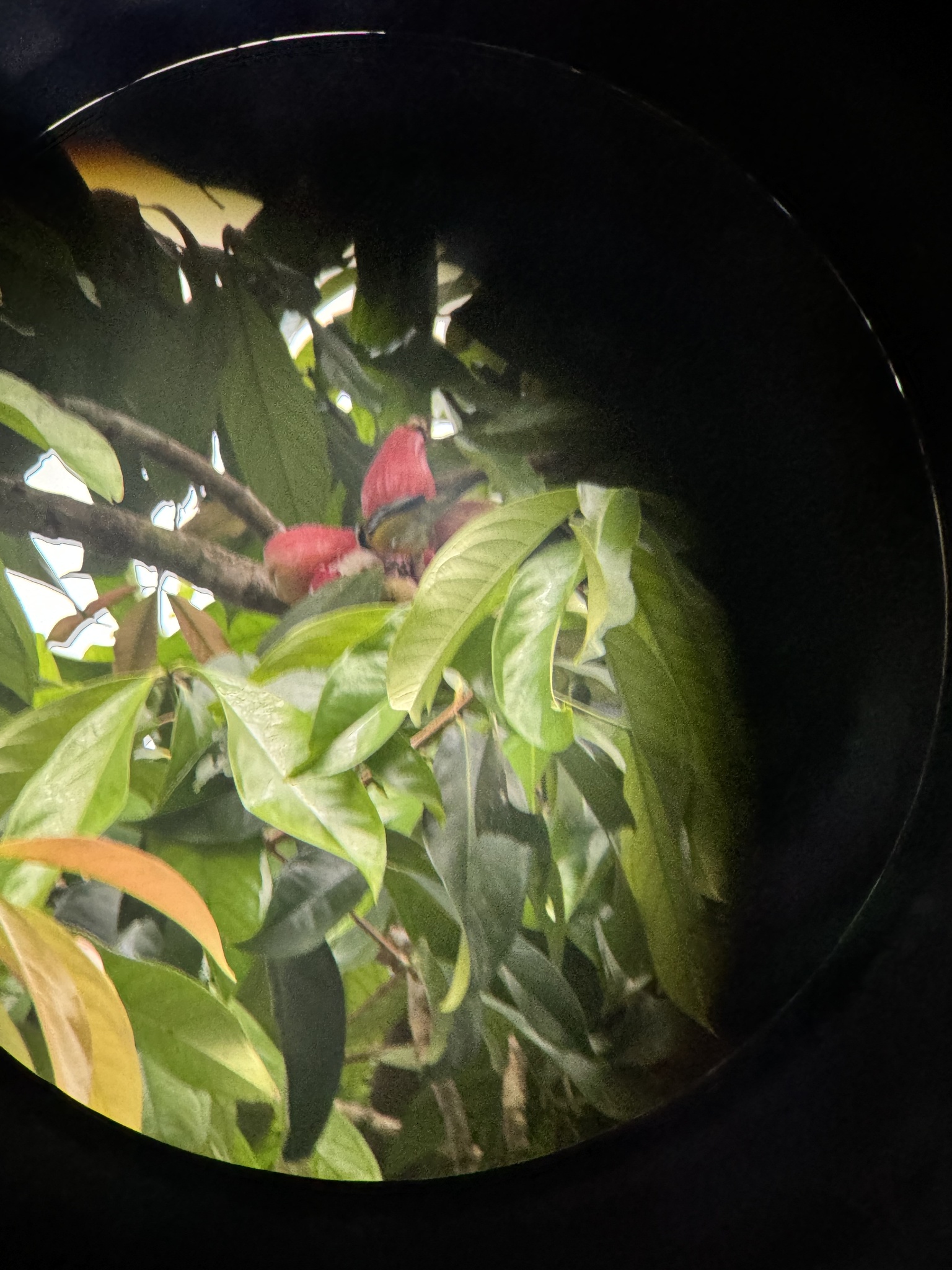 Jamaican Spindalis (Spindalis nigricephala), photo 3