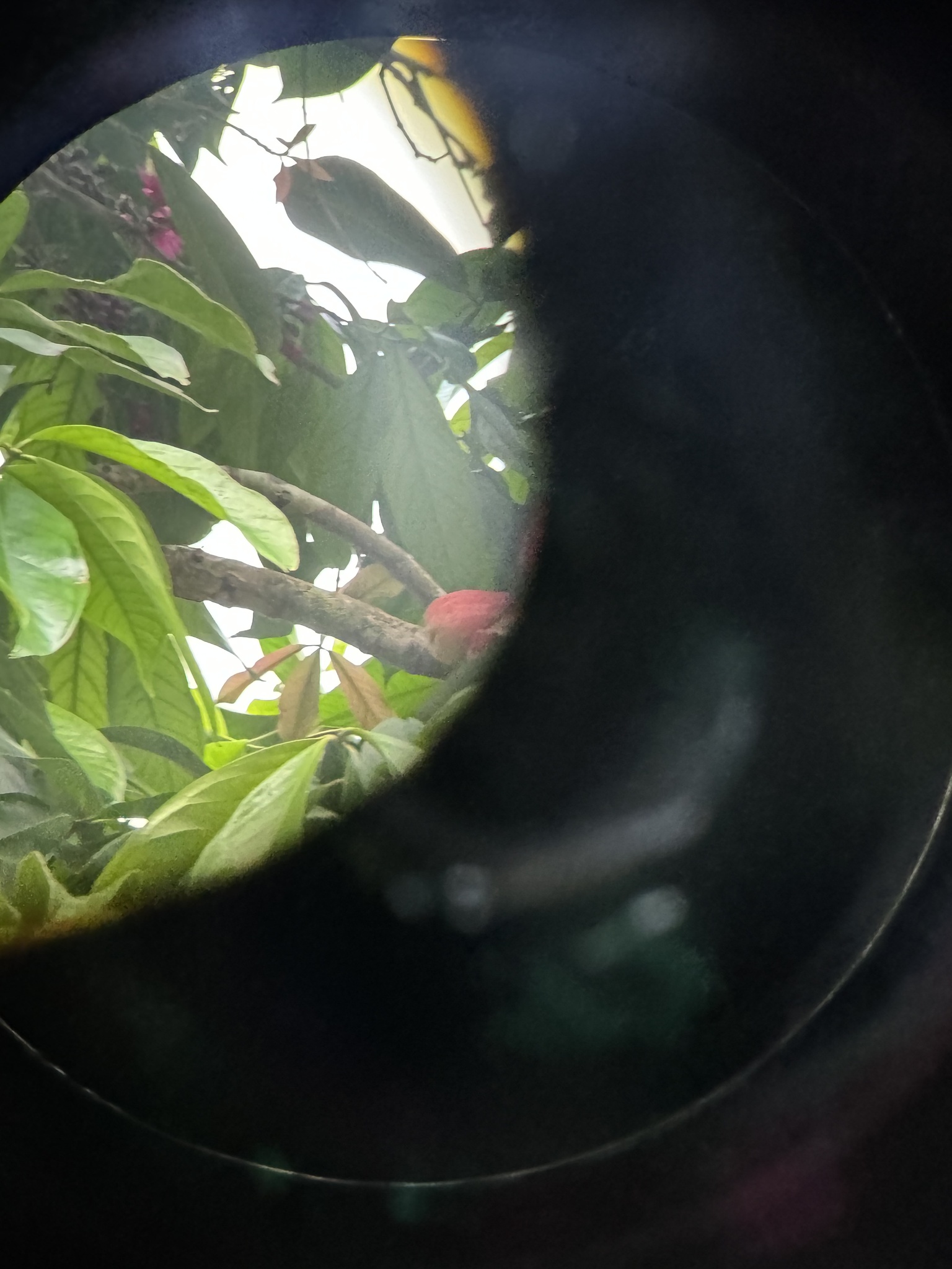 Jamaican Spindalis (Spindalis nigricephala), photo 4
