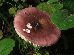 Russula atropurpurea