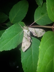 Callambulyx tatarinovii