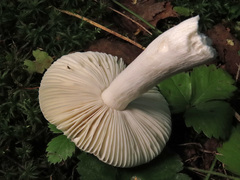 Russula atropurpurea