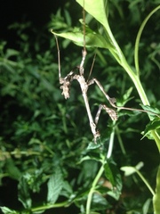 Empusa guttula