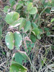 Piliostigma thonningii