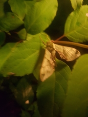 Callambulyx tatarinovii