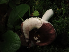 Russula atropurpurea