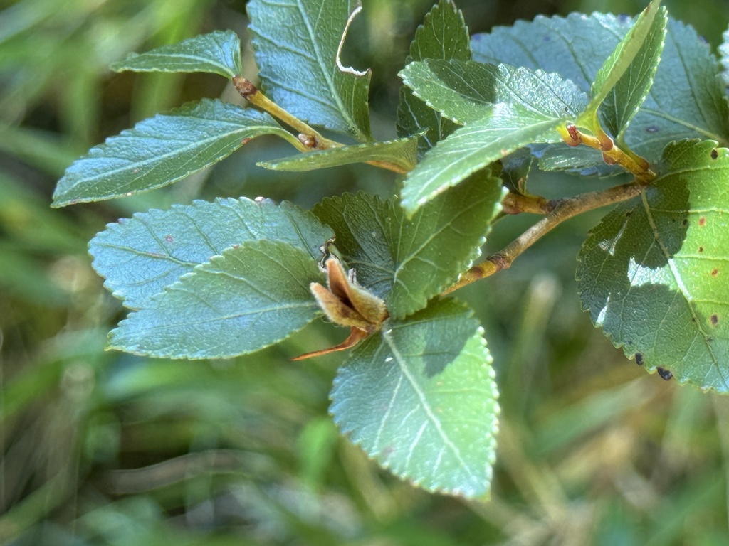 Nothofagus nitida; photograph (c) Cody Hinchliff, some rights reserved (CC BY)