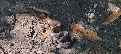 Golden-crowned Snake sighting