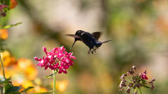 Chaetocercus astreans