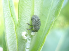 Rhyssomatus lineaticollis