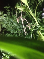 Empusa guttula