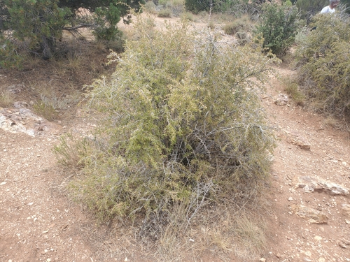 Image of Ribes velutinum by (c) Bob Miller, some rights reserved (CC BY)