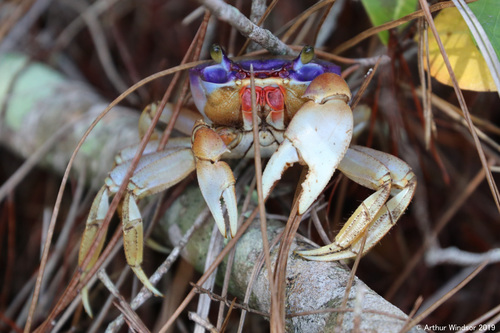 Blue Land Crab, photo 7 of 8