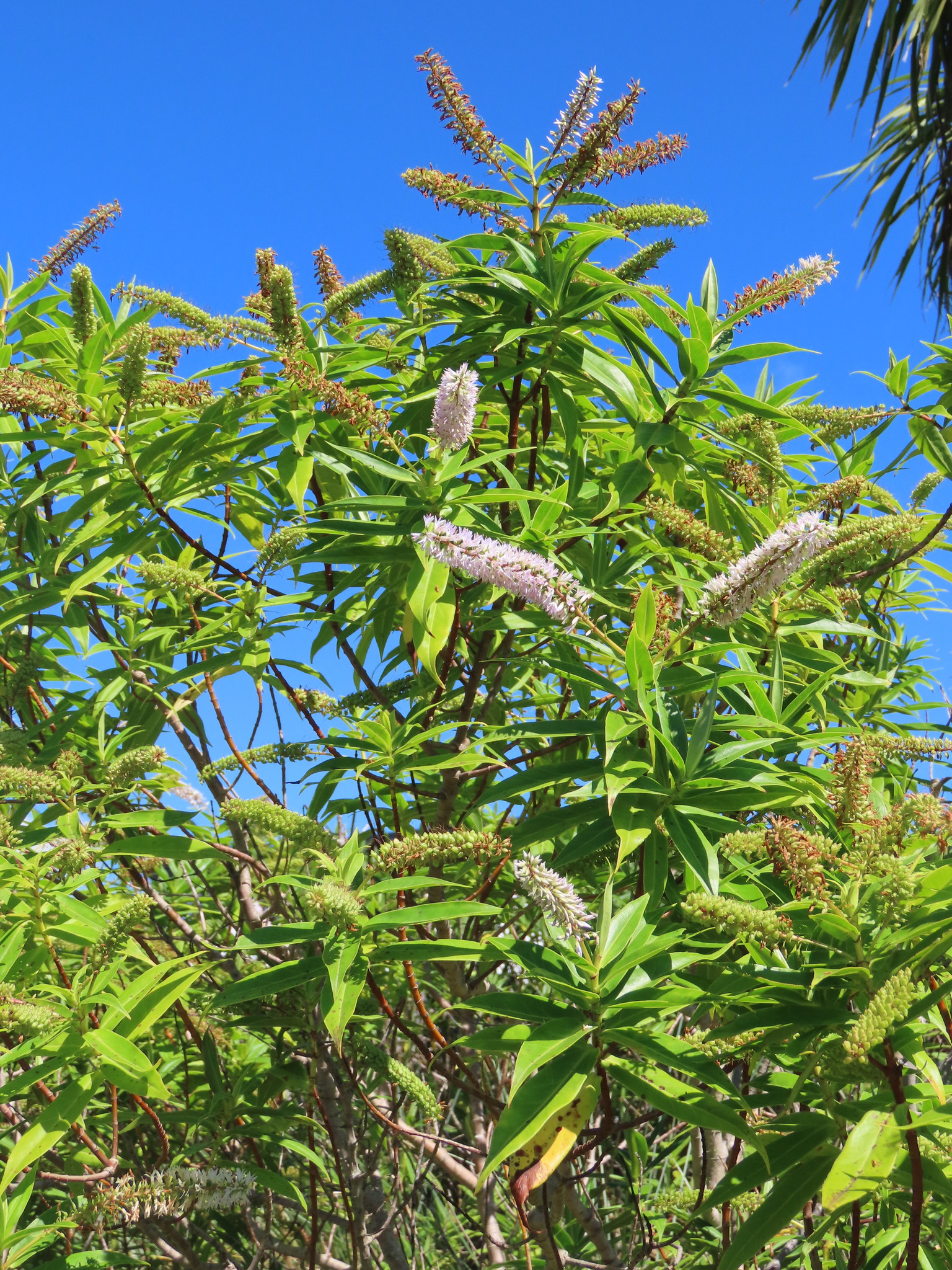 Veronica salicifolia