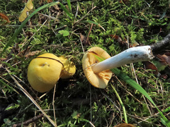 Russula risigallina