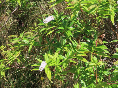 Veronica salicifolia
