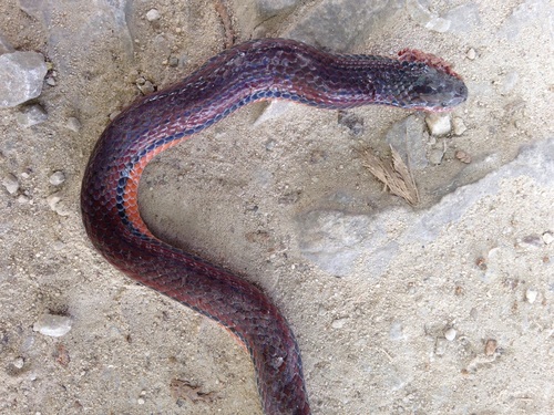 Chiapas burrowing snake