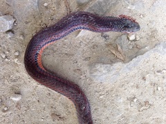 Adelphicos nigrilatum