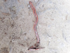 Adelphicos nigrilatum