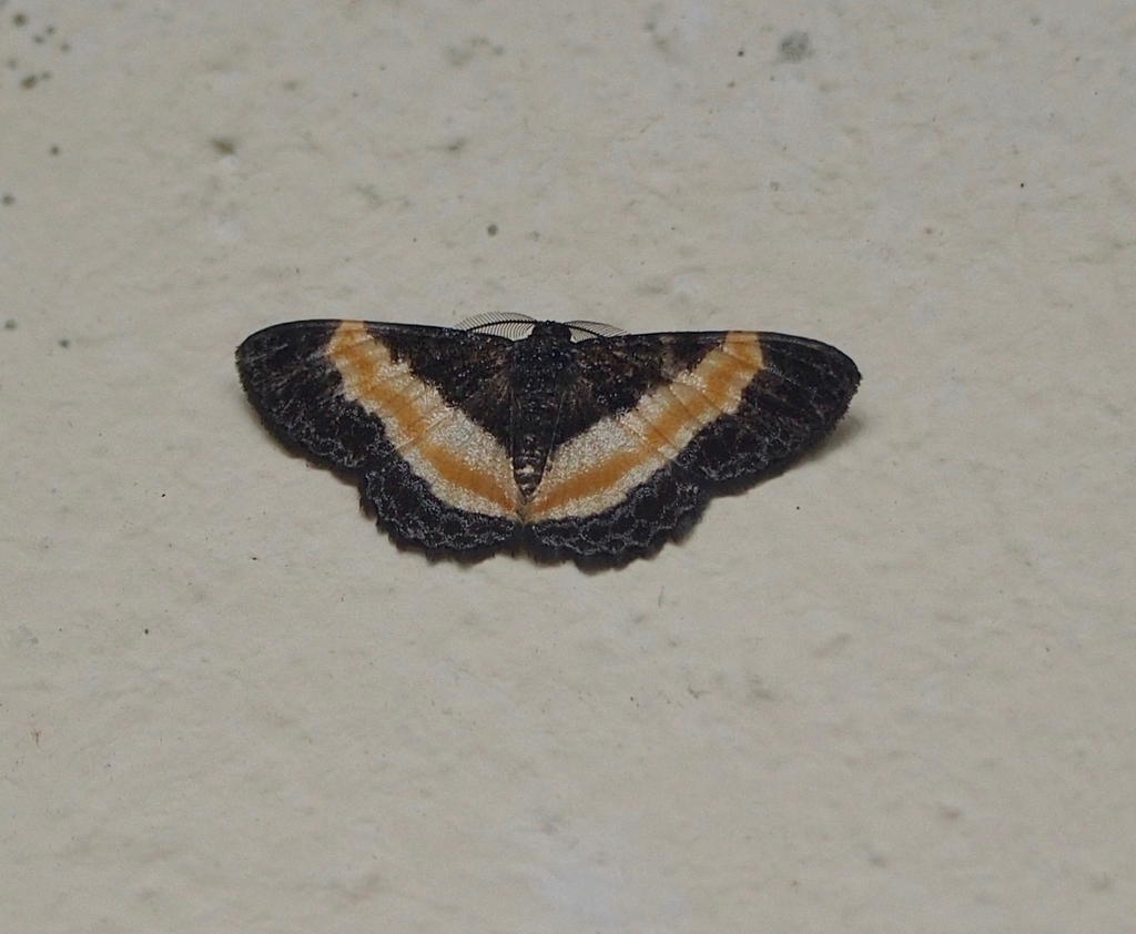 Pycnostega
