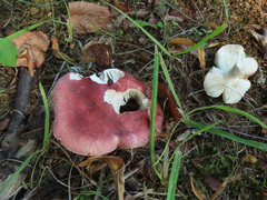 Russula atropurpurea