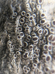 Lecanora chlarotera