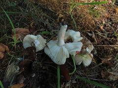 Russula atropurpurea