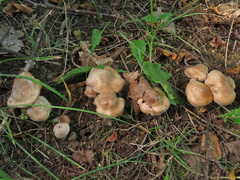 Cortinarius emollitus