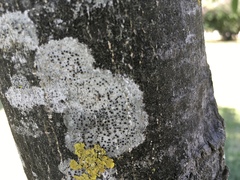 Lecanora chlarotera