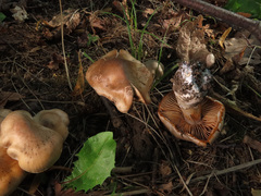 Cortinarius emollitus