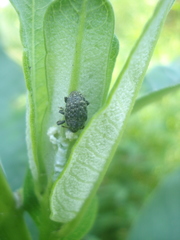 Rhyssomatus lineaticollis