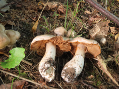 Cortinarius emollitus