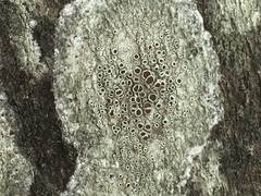 Lecanora chlarotera