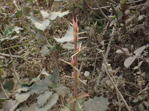 Image of Berberis asiatica by (c) Patricia Rose, some rights reserved (CC BY)