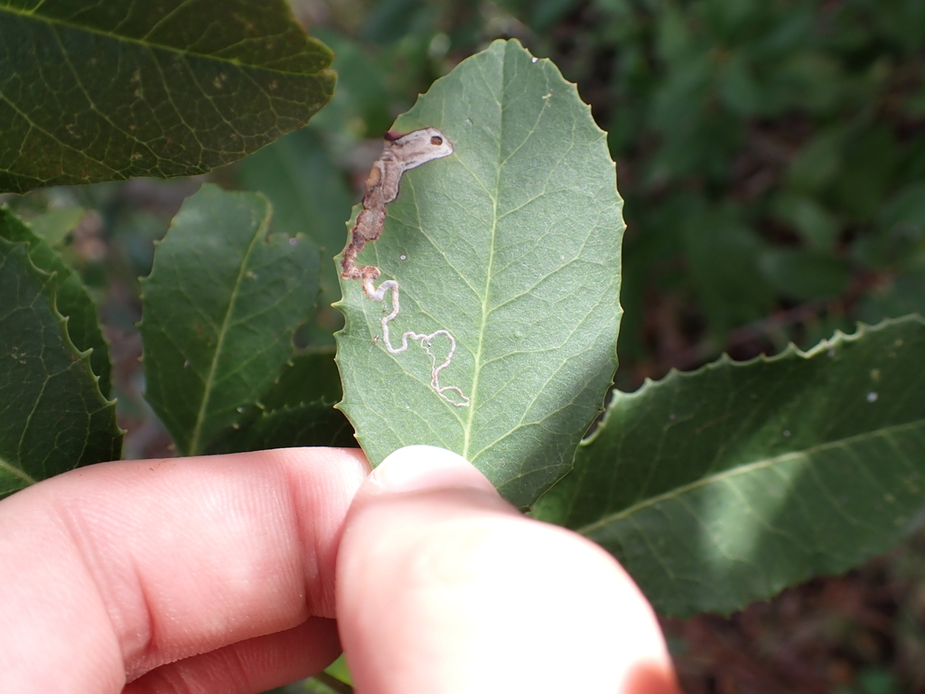 Stigmella heteromelis