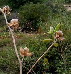 Helianthemum ledifolium