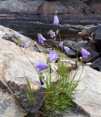 Campanula intercedens