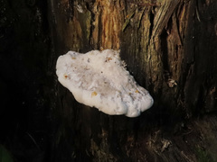 Amaropostia stiptica