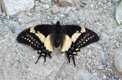 Papilio cacicus