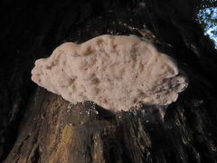 Amaropostia stiptica