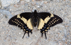 Papilio cacicus