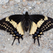 Papilio cacicus - Photo (c) Cullen Hanks,  זכויות יוצרים חלקיות (CC BY), הועלה על ידי Cullen Hanks
