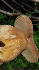 Boletus quercophilus
