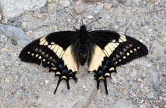Papilio cacicus