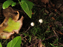 Hemimycena gracilis