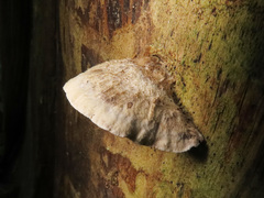 Skeletocutis carneogrisea