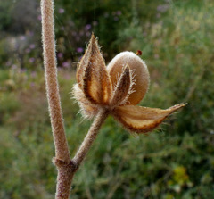 Helianthemum ledifolium
