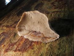 Skeletocutis carneogrisea