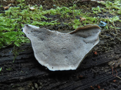 Skeletocutis carneogrisea