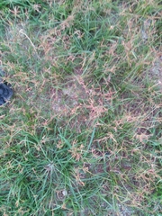 Cyperus sphaerospermus