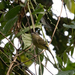 Spectacled Tyrannulet - Photo (c) Cullen Hanks, some rights reserved (CC BY), uploaded by Cullen Hanks